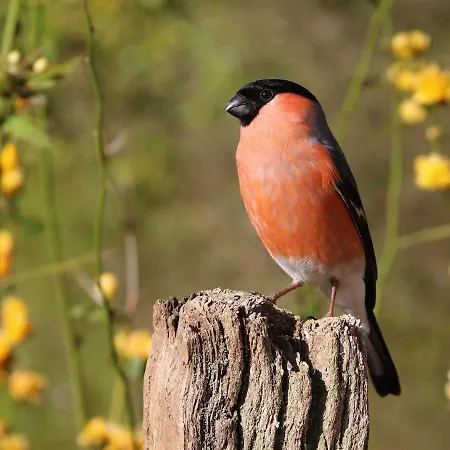 Casa de Férias Arctic Oasis Haven *