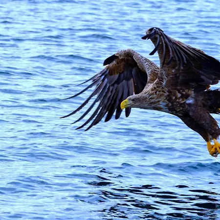 Arctic Oasis Haven Σπίτι διακοπών Pettvik